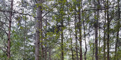 Forest Bathing