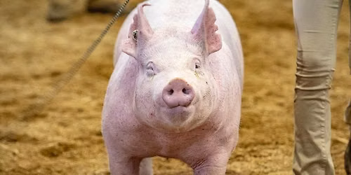 Market Swine Show