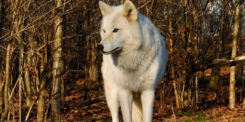 Wolf Awareness Day