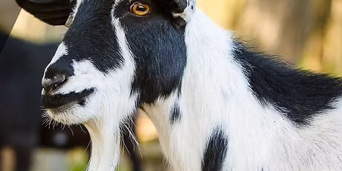 Raising Backyard Goats 
