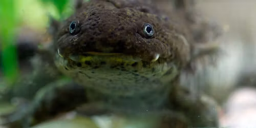 Axolotl Discovery Day