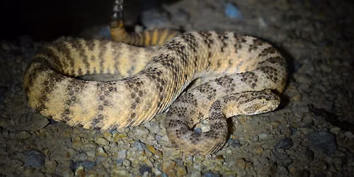 Level 1 Venomous Handling Certification Course - Cave Creek, AZ