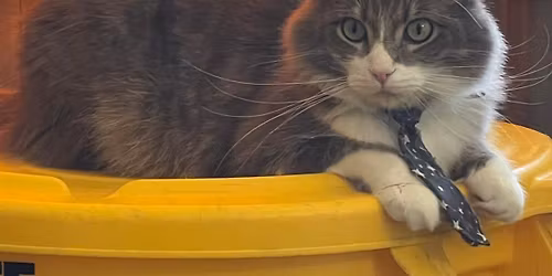 Sant\u00e9 D\u2019Or Holiday Celebration