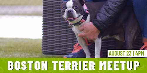 Boston Terrier Meetup 