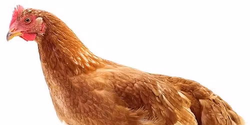 Chick-Hen Pickup & Farm Sale