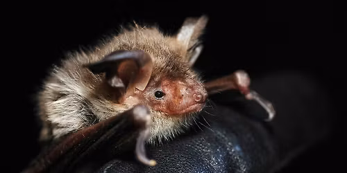 Bats for beginners Talk, Night Walk and Poetry - Woolley Firs, Maidenhead, Thursday 10 September