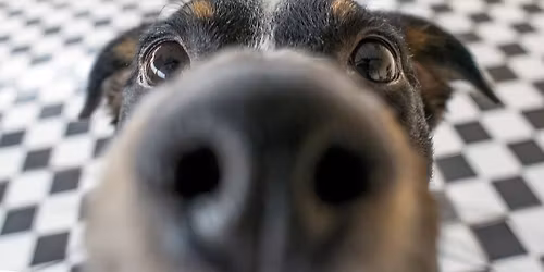 Sniffer'n - s\u00f8kskonkurranse for ivrige neser!