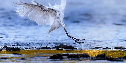 Armchair Historians: The Conservation Movement