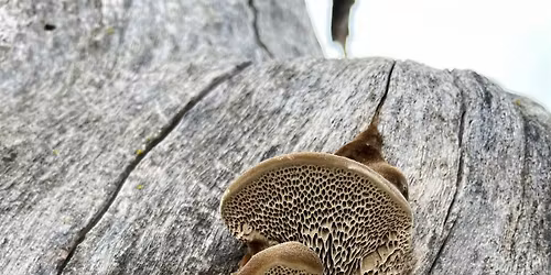 Mushroom Walk and Talk