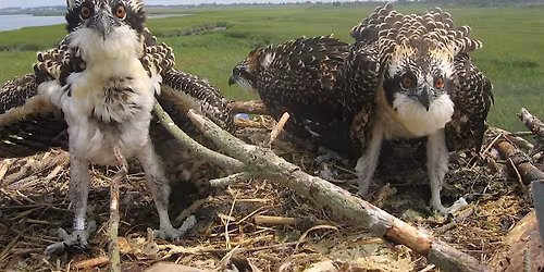 Inland Bays Birding: Osprey