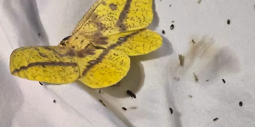 Moth Night