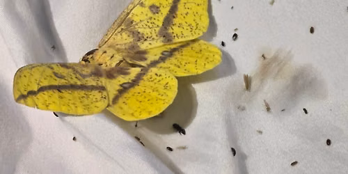 Moth Night