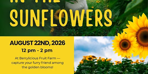 Pawparazzi in the Sunflowers