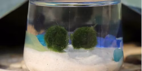 Marimo Moss Ball Drop-In