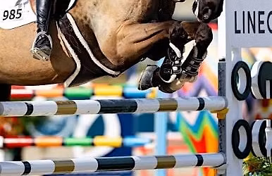 West Coast Farrier & Veterinary Clinic