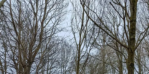 Adult Nature & Wellbeing Activity Walk