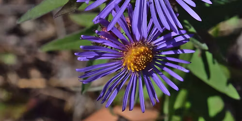 Native Plant Giveaway