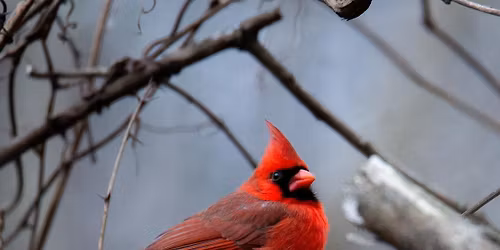 Birding Tour Greenfield Recreation Park