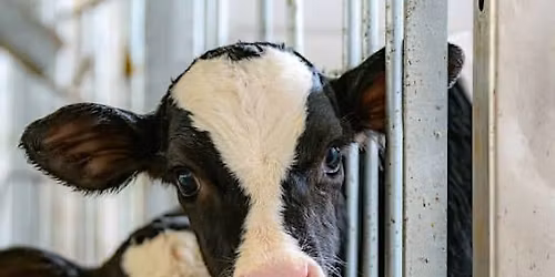 2nd annual Coffee, Cookies and Cows!