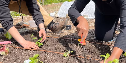 Comprehensive Organic Gardening