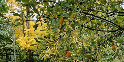 Egg Basket with a Polish Asymmetric Border Willow Weaving Workshop