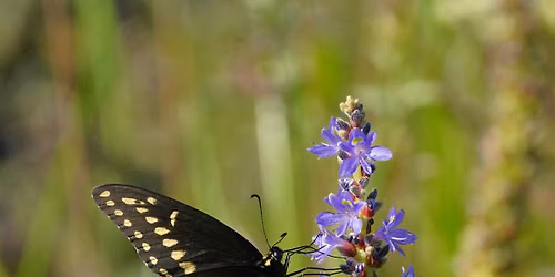 Beyond Butterflies: Reading Flint Pen Strand as Habitat