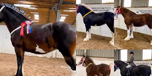 45th Annual Show and Sale