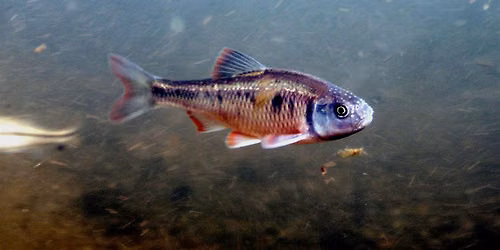 York Watershed Week: Underwater World of the Susquehanna Riverlands