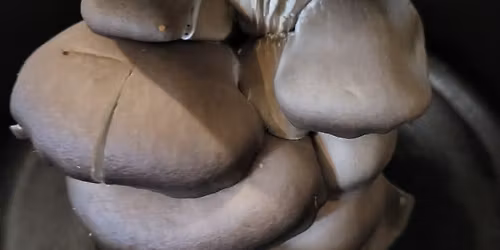 Low-tech Culinary Mushroom Cultivation Workshop 