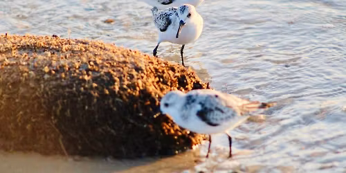 Grandview Nature Preserve Beach Hike (3-5 miles) and Lunch (optional)
