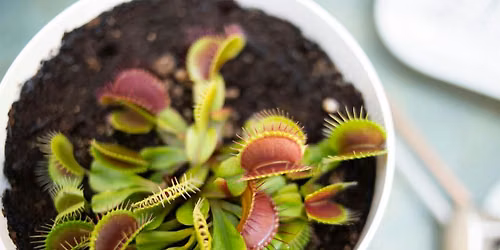 Carnivorous Plants & Bog Garden Workshop in Raleigh