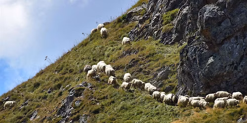 Cin\u00e9-D\u00e9bat : Regards crois\u00e9s sur le pastoralisme en France et en Espagne