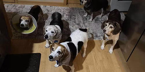 Beer & Beagles
