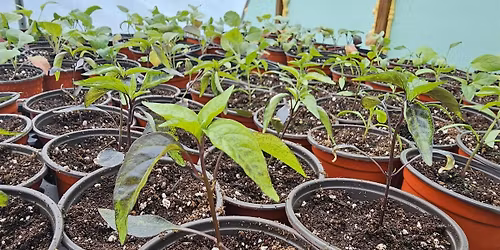 Master Gardener Spring Seedling Sale: Garden-Tested Picks - Hudson