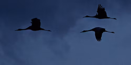 Migration Journey