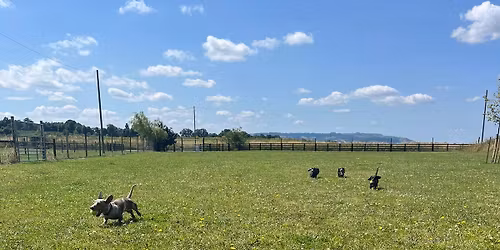 Daxie walk \ud83d\udc3e