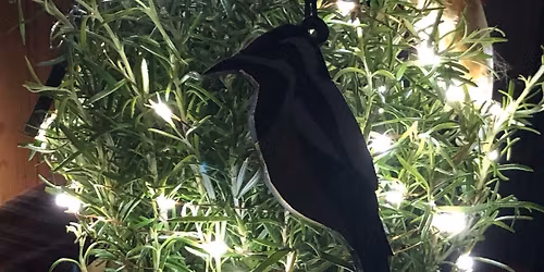 \u2728ILLUMINATIONS\u2728Concert