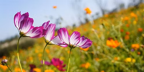 Conf\u00e9rence: Le divin safran, culture invers\u00e9e (crocus sativus)