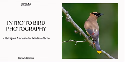 Introduction to Bird Photography with Martina Abreu Pasadena