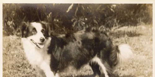 Dog-Gone Spooky: A Lighthouse Halloween Story and Dog Parade 