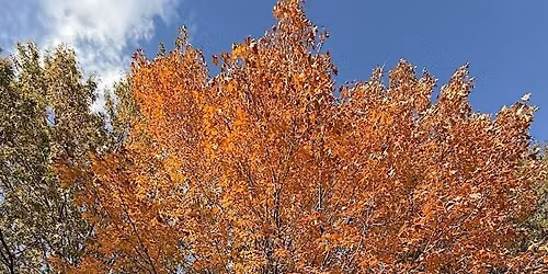 Autumn Walking Tour - Trees, Pizza, & Beer