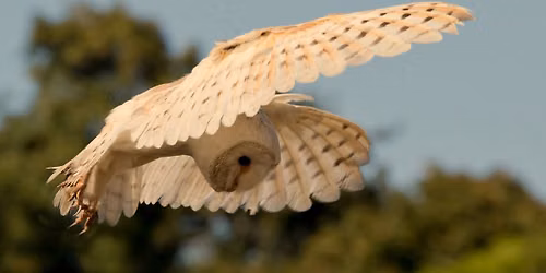 Falconry Days