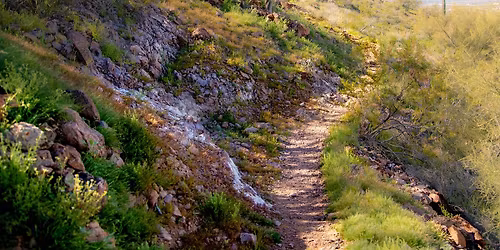 Invasive Species Hike 