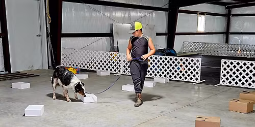 Introduction to Scent Work