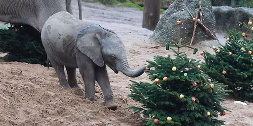 Wir schm\u00fccken Tannenb\u00e4ume f\u00fcr die Elefanten