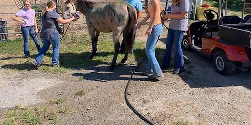 BLACK KNIGHT STABLES FULL DAY HORSE CAMP