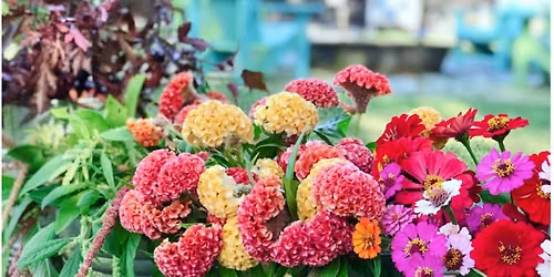 How to Grow Fall Cut Flowers in Central Florida