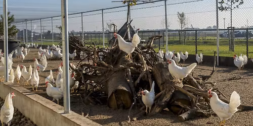 Nederlandse lezing "Kipster" let op dag verschoven naar zaterdag
