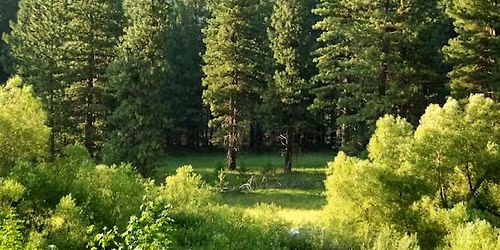 Reiki In the Trees