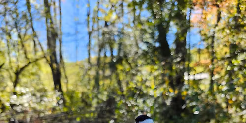 Birding Expedition: Blue Spruce County Park